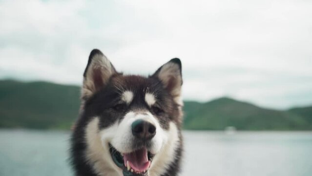 Beautiful Alaskan Malamute Dog Against Rural Landscape. closeup