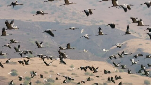 Slow motion tracking shot of a large group (muster) of storks in flight at Hagmon Haula