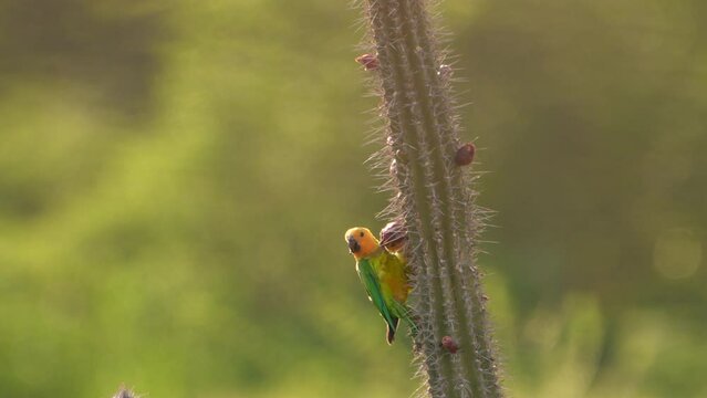 Wildlife - Brown Throated Parakeet  in Super Slow Motion 4K 120fps