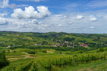 Naklejka na ściany i meble Hills of Oltrepo Pavese at June. Vineyards
