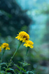 Marigold flower