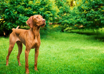 A dog of the Hungarian Vizsla breed stands sideways on the green grass against the background of...