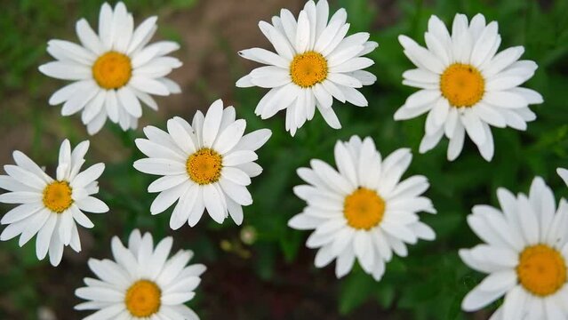 Pharmaceutical camomile. Matricaria chamomilla blooming. Chamomiles. Beautiful nature scene with fresh medical chamomille flower heads. Daisy flowers. Natural floral background. HD video top view