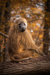 Vertical Portrait of Guinea Baboon in Autumn Zoological Garden. Old World Monkey Sitting on Tree Trunk in Zoo during Fall Season.