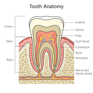 Human tooth structure vertebral column diagram schematic raster illustration. Medical science educational illustration
