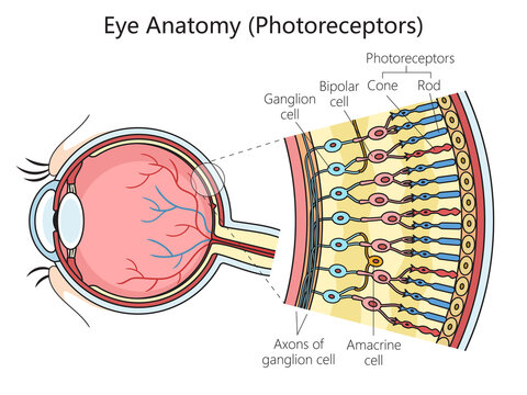 Human eye photoreceptor cell structure scheme diagram schematic raster illustration. Medical science educational illustration