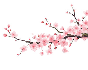 Branch with flowers. Japanese tree. Sakura. Vector illustration isolated on white © Maxim P