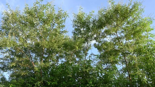 Vitex negundo plant in blue sky background. It's other name Chinese chaste tree,five leaved chaste tree,&nbsp;horseshoe vitex,nisinda and Nirgundi. It is a large&nbsp;aromatic&nbsp;shrub. It is an Ayurvedic medicine
