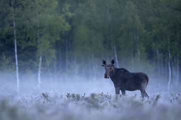 Moose bull in the morning mist