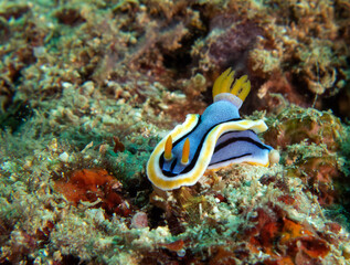 A Chromodoris Annae nudibranch crawling on corals Boracay Island Philippines
