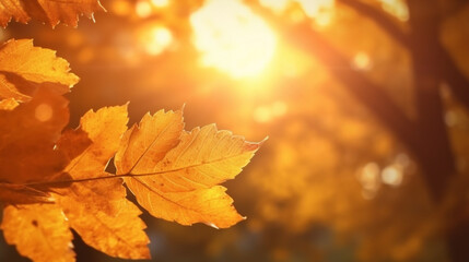 Ambiance automnale, feuilles oranges, jaunes, dorés sur les branches d'un arbre. Arrière-plan de flou et lumière. Automne, feuilles mortes. Pour conception et création graphique