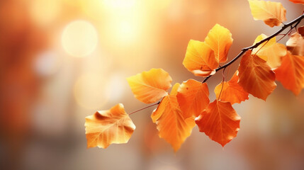 Naklejka na ściany i meble Ambiance automnale, feuilles oranges, jaunes, dorés sur les branches d'un arbre. Arrière-plan de flou et lumière. Automne, feuilles mortes. Pour conception et création graphique