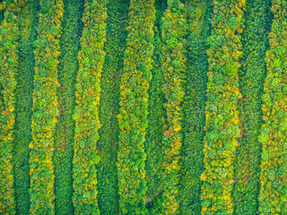 Aerial view of tree rows field in forest landscape. Ecological concept.