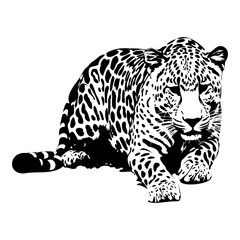 Cheetah, vector art, isolated on white background, vector illustration.