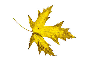 autumn maple leaf isolated on a white