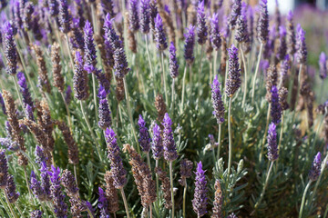Close-up of lavender plant in bloom