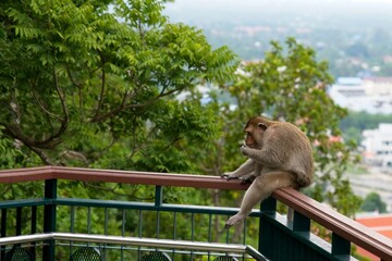 monkey sitting on the railing in Thailand