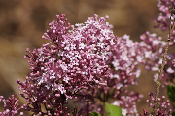 Pink Flowers of the Dwarf Scented Lilac Josee