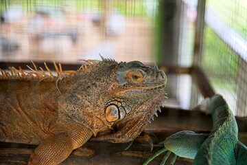 close up shot of iguana