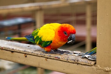 vibrant parrot eating sunflower seeds