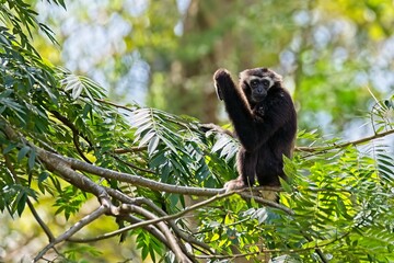 Black gibbon in the tree