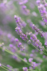 Sunset over a violet lavender field .Valensole lavender fields, Provence