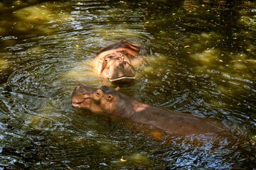two hippopotamus in the water