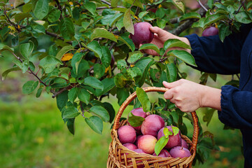 Woman holding wicker basket and harvesting apples from fruit tree. Autumn season in orchard....