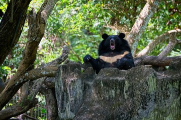 Asiatic black bear resting in the tree
