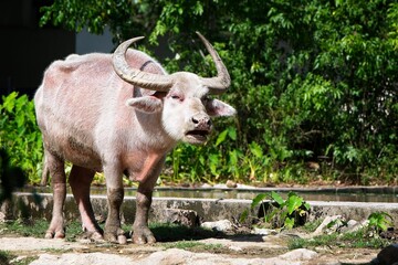 albino buffalo posing for the camera