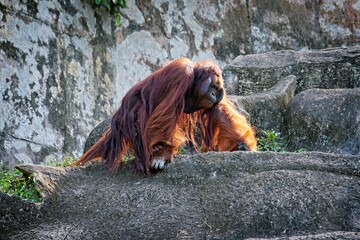 Orangutan walking on the hill