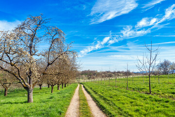 Fototapeta na wymiar Walkway through green meadows along flowering trees on a sunny day in spring