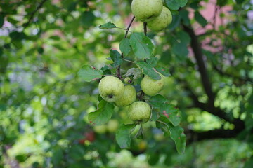 Beautiful apples grow on a tree