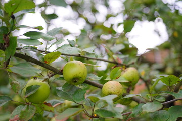 Beautiful apples grow on a tree