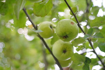 Beautiful apples grow on a tree
