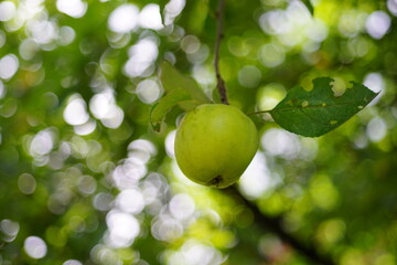 Beautiful apples grow on a tree