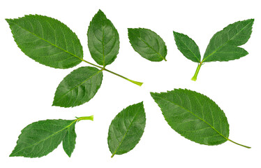 Set of green rose leaves isolated on transparent background