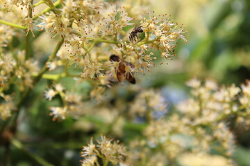 Spring blooming litchi flower with bees