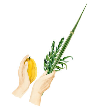 Waving the Lulav watercolor illustration isolated on white background for Jewish Sukkot holiday. Man's hands holding four species of palm leaf, myrtle, willow and Etrog
