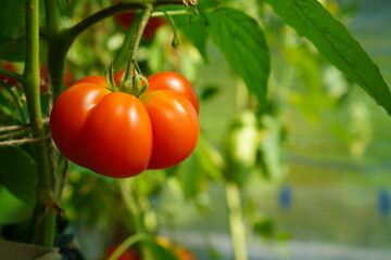 a tomato branch with red fruits in the form of garlic cloves in a greenhouse with bushes of ripening vegetables close-up. The concept of growing eco-friendly food
