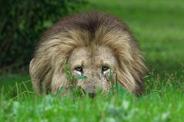 Male Lion in Grass