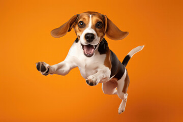 Very Happy Beagle Dog In Jumping, In Flight On Orange Background
