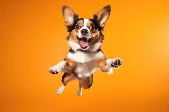 Very Happy Korgi Dog In Jumping, In Flight On Orange Background