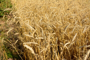 wheat ears on the field isolated close up