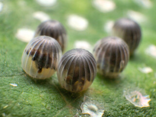 オオムラサキの卵