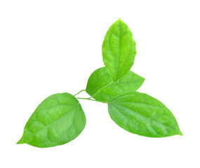 Green leaf,Fresh Bamboo grass or Bai Ya Nang Leaves isolated transparent png