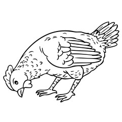 chicken eating outline vector illustration