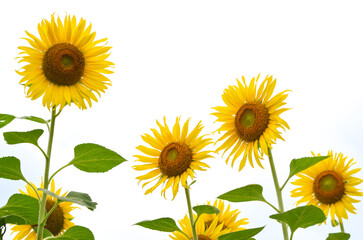 Sunflowers against the sun in the sky