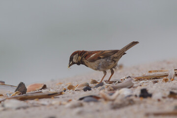 Marine Birds - hungry for more