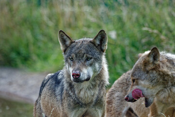 Timber Wolves